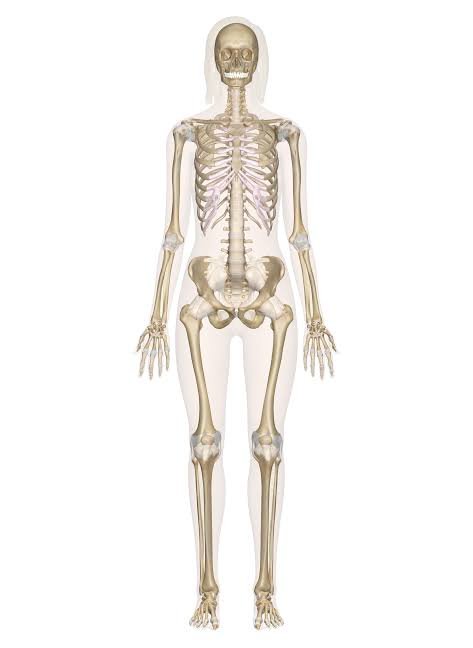 Human Anatomy Skeletons image