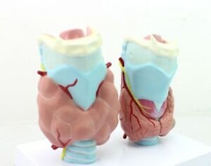 Thyroid Diseases - 4 Parts Models product photo