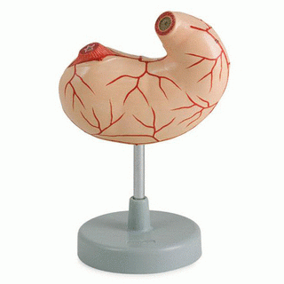 Stomach life size 2 Parts product photo