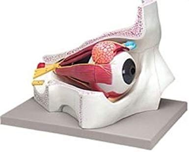 Eye With Orbit 5x life Size 4 Parts product photo