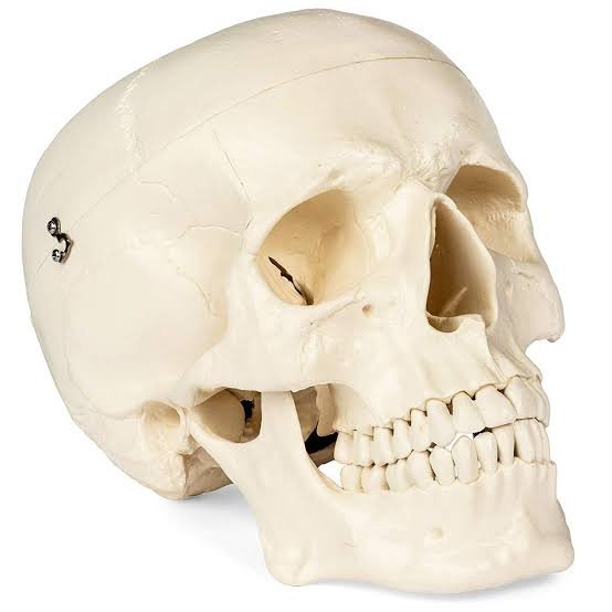 Human Anatomy Skull Models image