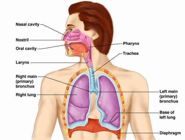 Human Respiratory System image