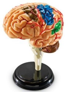 Brain Anatomy 3D Model 7 Parts product photo