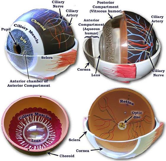 Human Eye Anatomy Models image