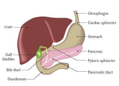 Liver Pancreas And Duodenum Model product photo