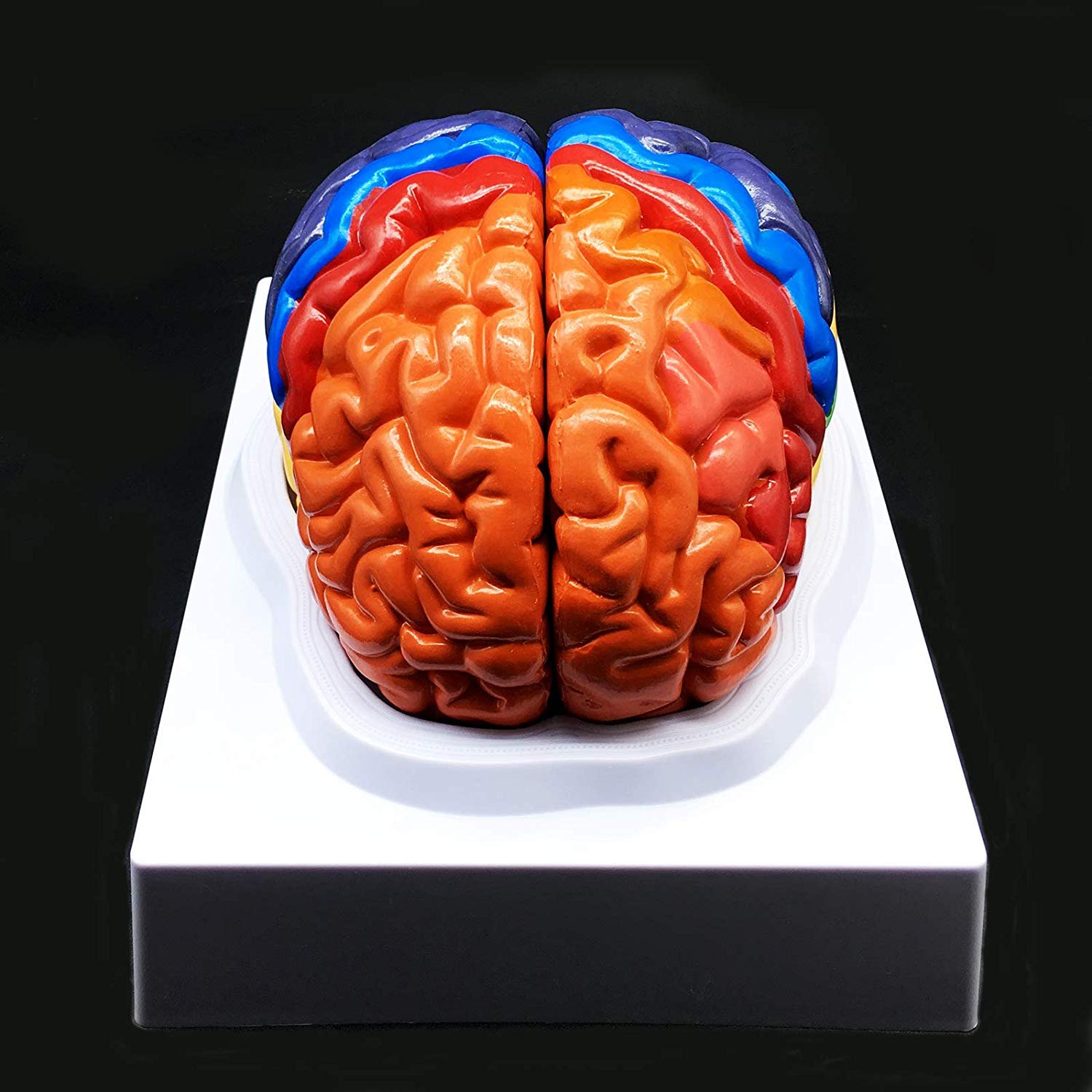 Human Brain Model 2 Parts product photo