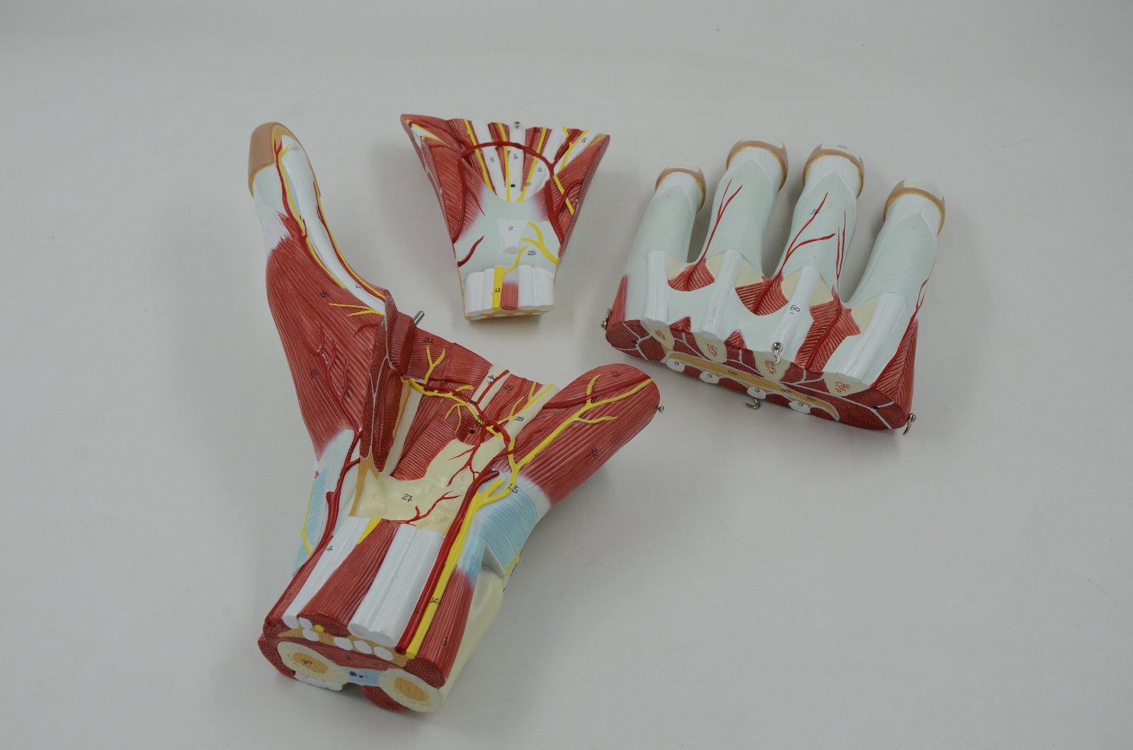Anatomy Hand - 3 Parts product photo