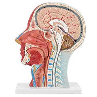Brain with Half Head Model product photo
