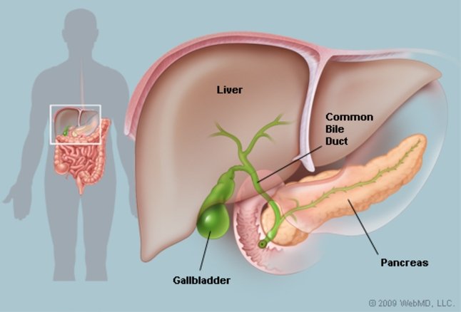 Liver With Gallbladder product photo