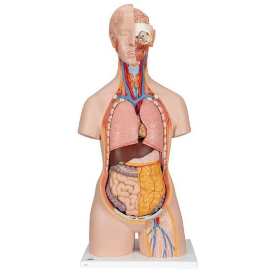 Human Anatomy Model image