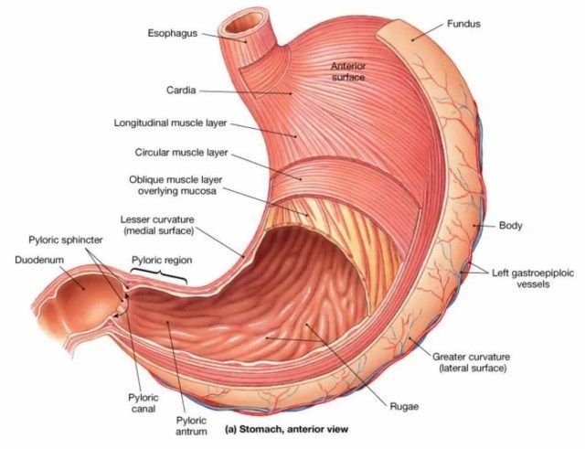 Stomach And Associated Organs Model product photo