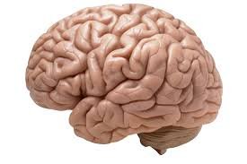 Brain Eco Model 2 Parts product photo