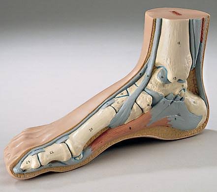 Human Foot Anatomy Models image