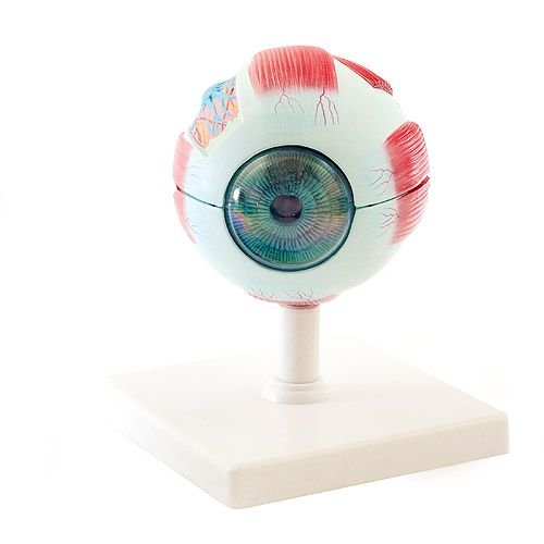 Eye Model 6 Parts product photo