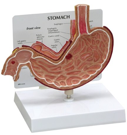 Stomach Model product photo