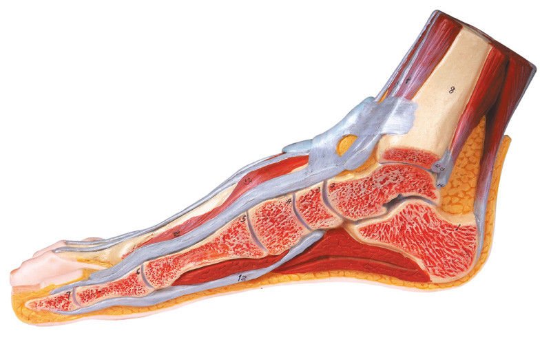 Section of Foot Model product photo