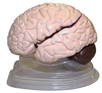 Brain Model Life Size product photo