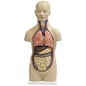 Human Anatomy Torsos image