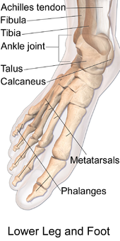 Regional Anatomy Of The Foot product photo