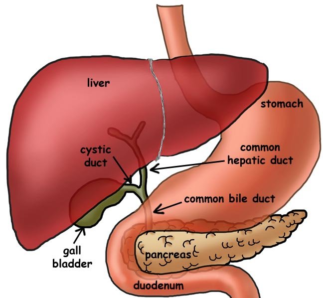 Liver Section With Gall Bladder product photo