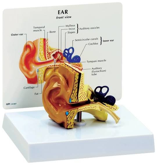 Human Ear Anatomy Models image