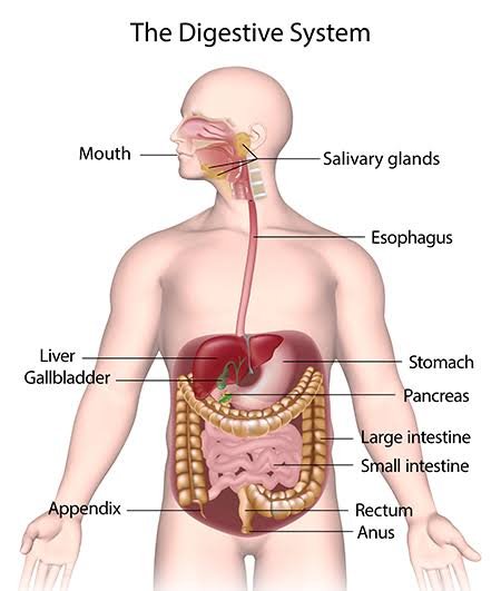 Human Digestive Anatomy System image