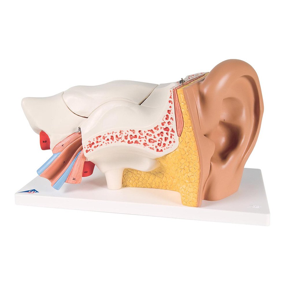 Human Ear 3x life Size 5 Parts product photo
