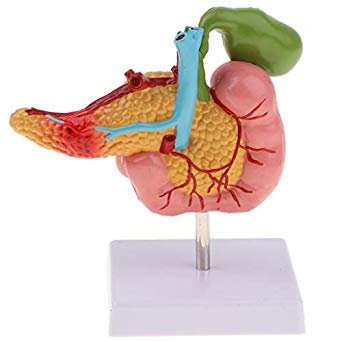 Pathological Model Of The Pancreas Duodenum And Gallbladder product photo