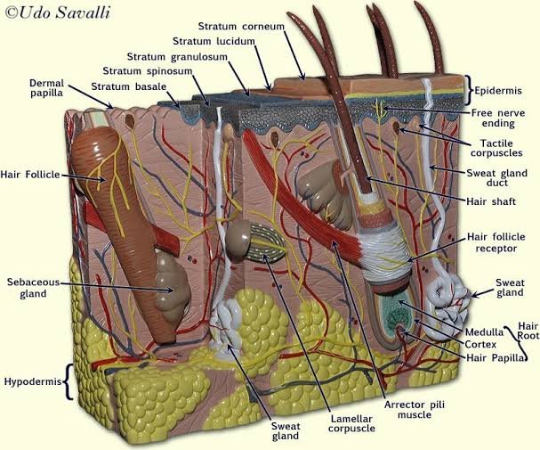 Human Skin Anatomy Models image
