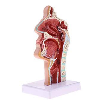 Human Nasal Model category