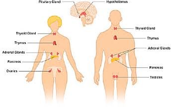 Human Endocrine System image