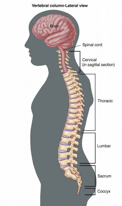 Human Spinal Columns image