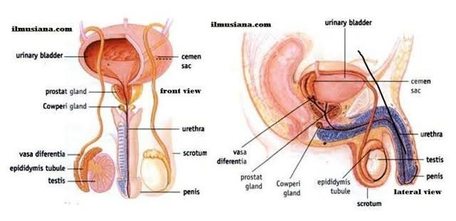 Human Reproductive Anatomy image