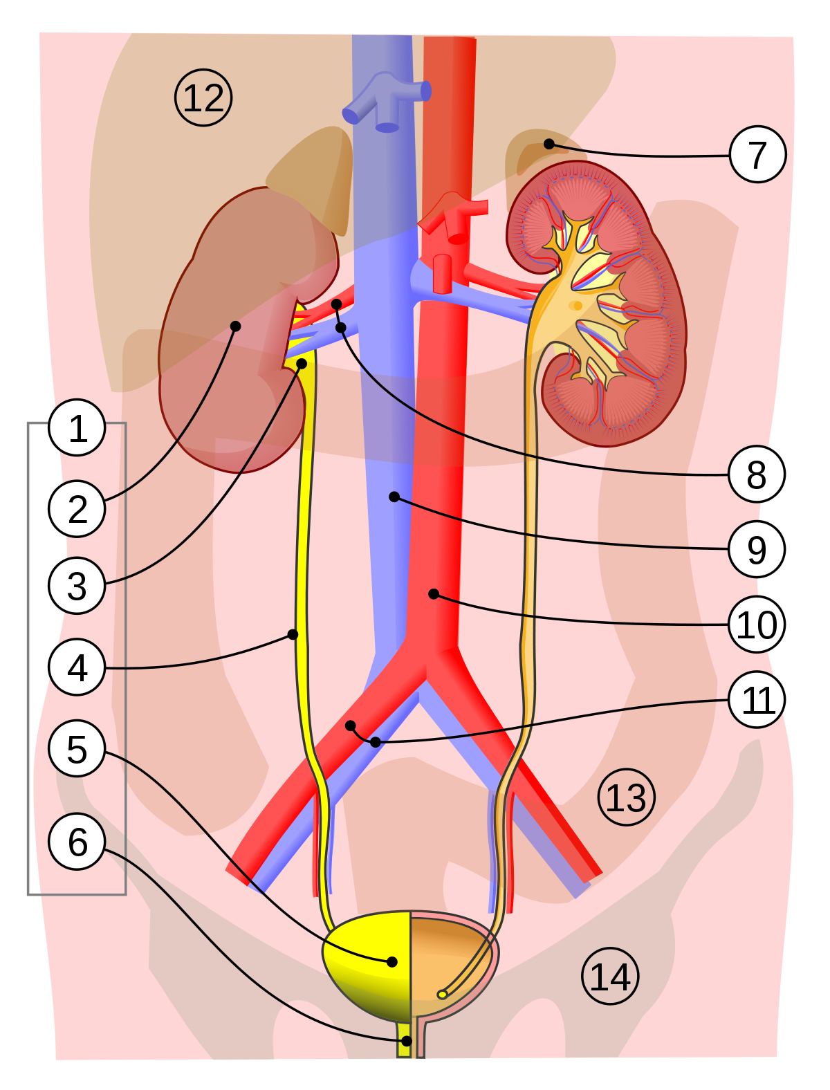 Human Urinary System category
