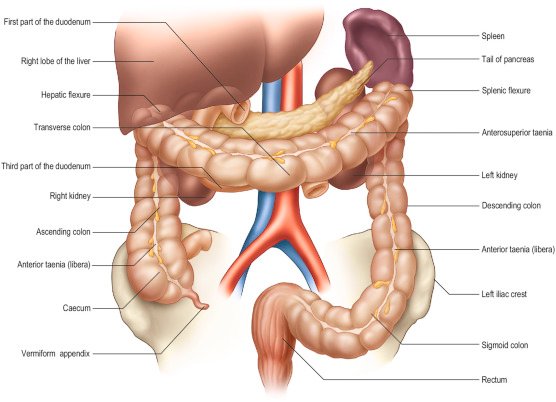 Caecum And Appendix product photo