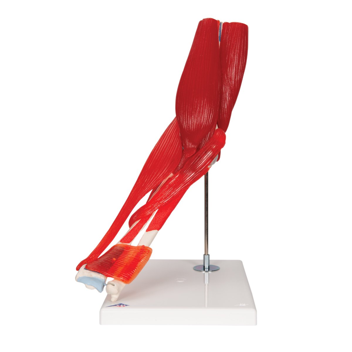 Elbow With Muscles Models product photo