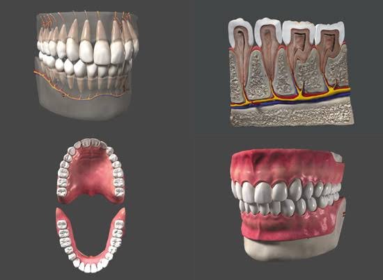 Human Teeth Anatomy Models image