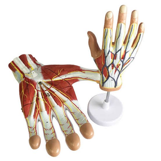 Human Hand Anatomy Models category