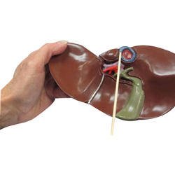 Human Liver Model product photo
