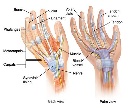 Muscles Hand - 4 Parts product photo