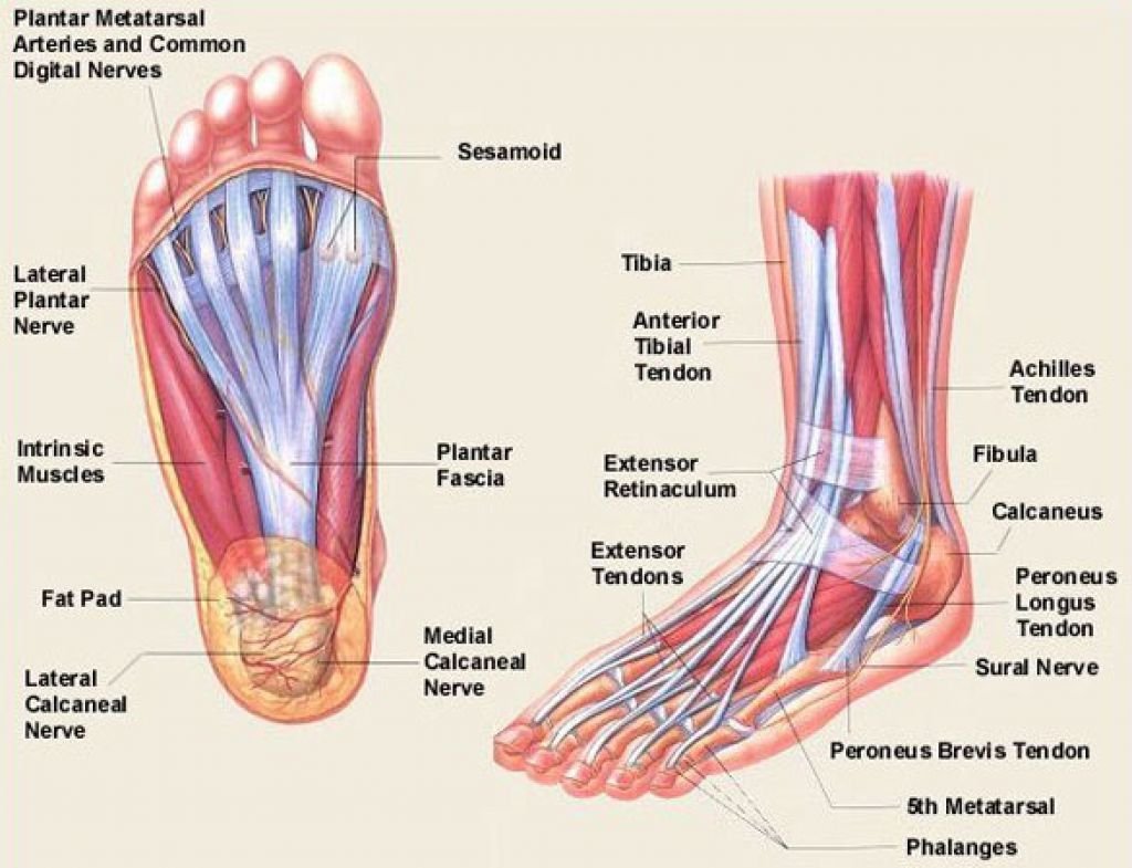 Muscles Of Foot Model product photo