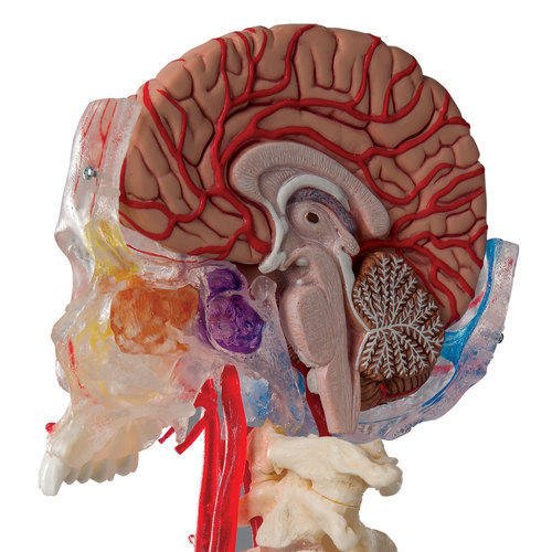 Brain Model with Skull product photo