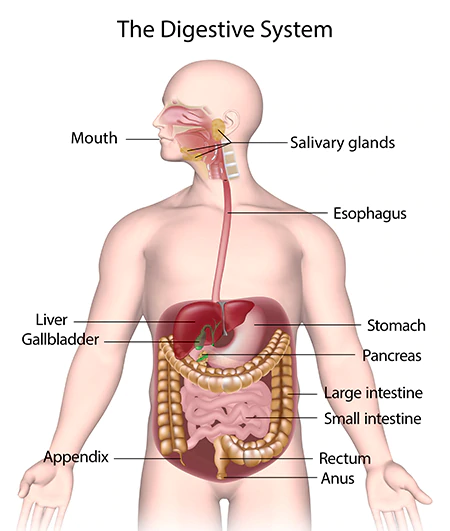 Human Digestive System product photo