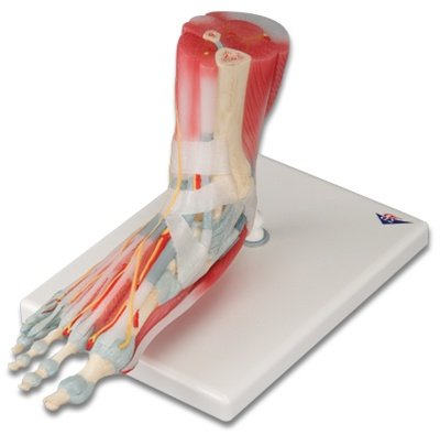 Anatomy of the Foot Model product photo