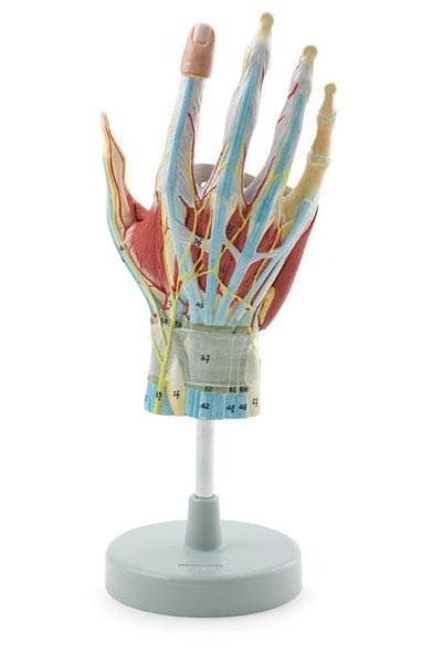 Regional Anatomy Hand - 7 Parts product photo