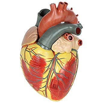 Human Heart Anatomy Models image
