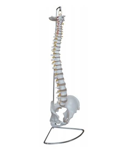 Human Lumbar Anatomy Models image