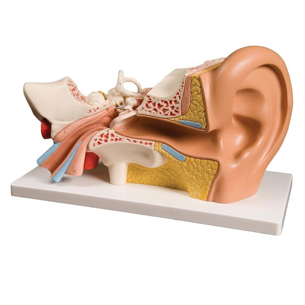 Human Ear Model 4 Parts product photo
