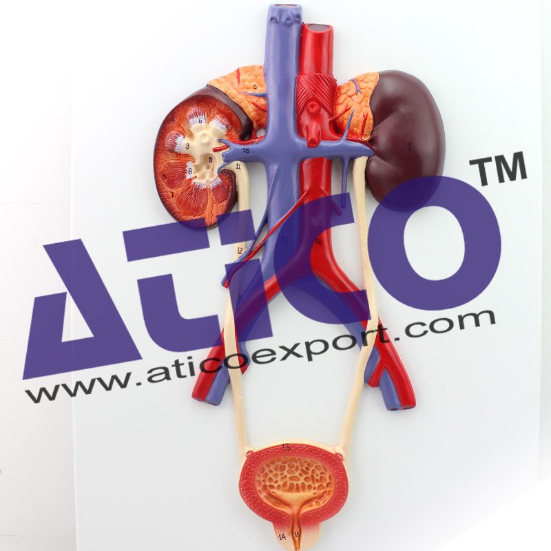 Human Urinary Bladder Model product photo